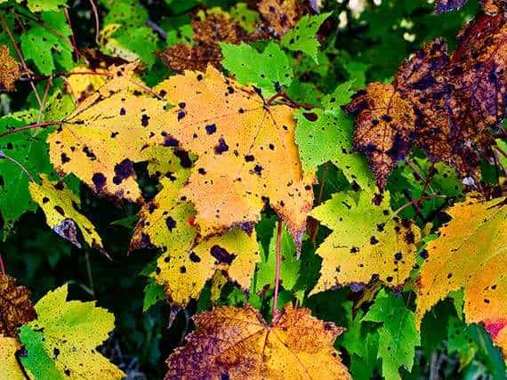 10152010 fall leaf color IMG 0050