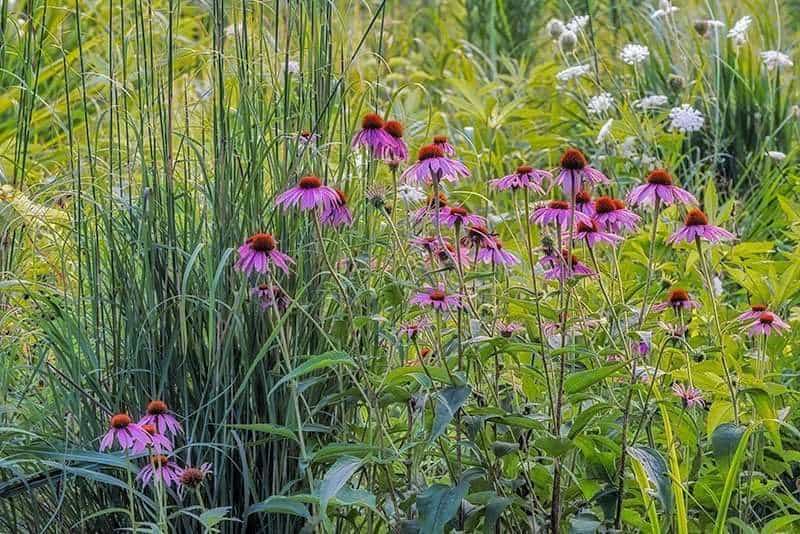 Blossoming Life - Purple Coneflowers & Tallgrass
