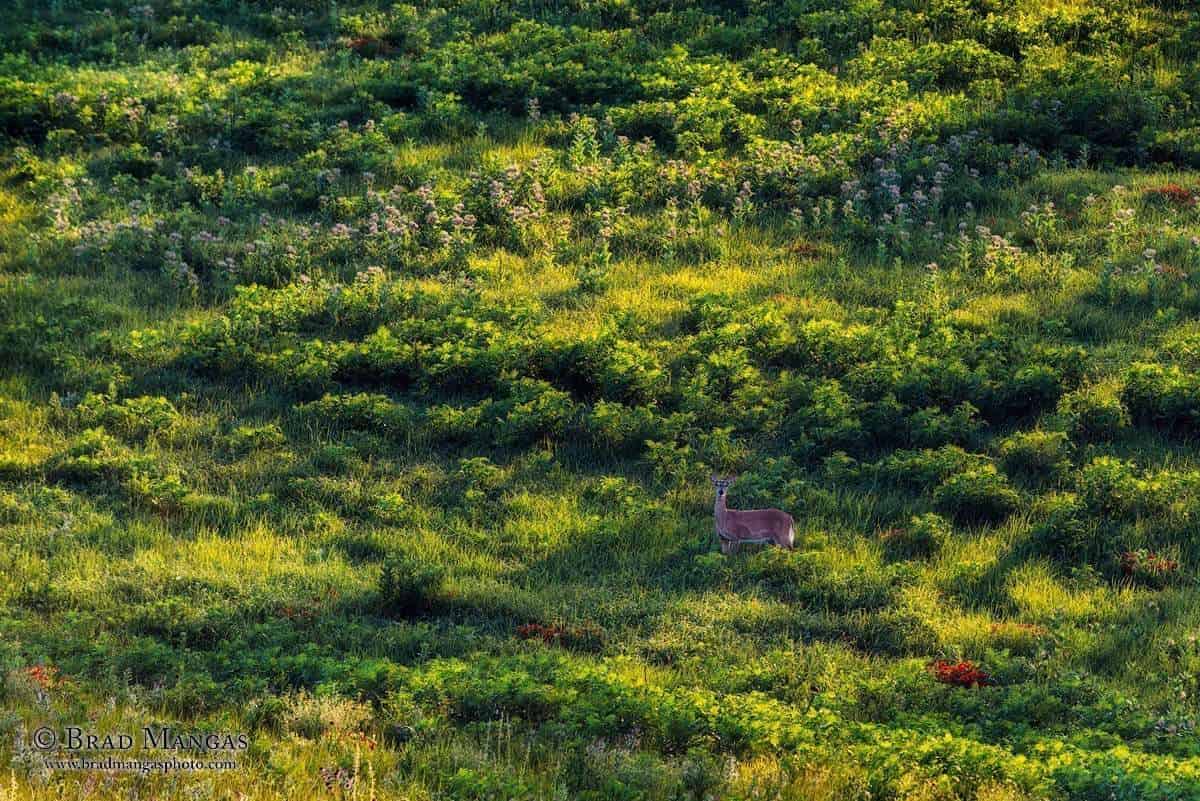 deer, prairie, Kansas